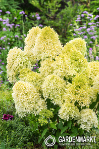 Hydrangea paniculata Hortensja bukietowa Skyfall 1 szt.