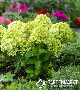 Hydrangea paniculata Hortensja bukietowa Little Spooky 1 szt.