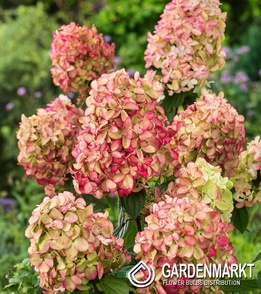 Hydrangea paniculata Hortensja bukietowa Graffiti 1 szt.