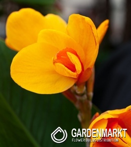 Canna - Kanna Paciorecznik Chocolate Sunrise 1 szt.