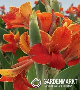 Canna - Kanna Paciorecznik Madeira 1 szt.