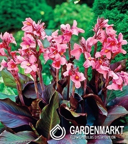 Canna - Kanna Paciorecznik Pink Futurity 1 szt.