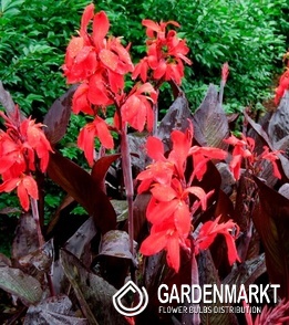 Canna - Kanna Paciorecznik Red Velvet 1 szt.