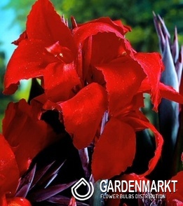 Canna - Kanna Paciorecznik Red Wine 1 szt.