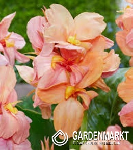 Canna - Kanna Paciorecznik Shining Peach 1 szt.