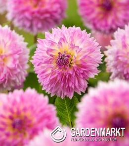 Dahlia - Dalia Strzępiasta Sakura Fubuki 1 szt.