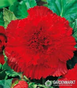 Begonia Strzępiasta Czerwona 1 szt.