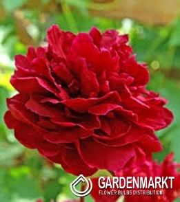 Paeonia - Piwonia Red Sarah Bernhardt 1 szt.