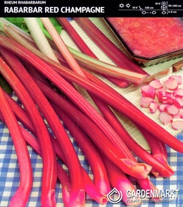 Rheum Red Champagne 1 szt.