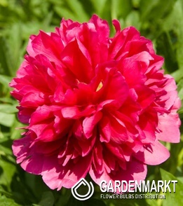 Paeonia - Piwonia Many Happy Returns 1 szt.