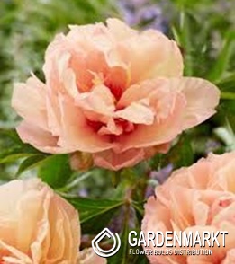 Paeonia - Piwonia Orange Victory 1 szt.