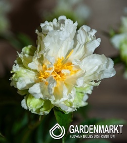 Paeonia - Piwonia Green Halo 1 szt.