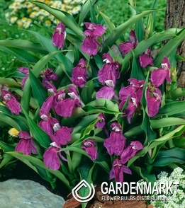Roscoea - Roskea auriculata 1 szt.