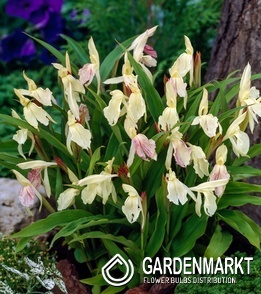 Roscoea - Roskea beesiana 1 szt.