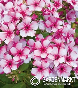 Phlox - Płomyk wiechowaty Neon Flare 1 szt.