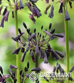Agapanthus - Agapant Back in Black 1 szt.