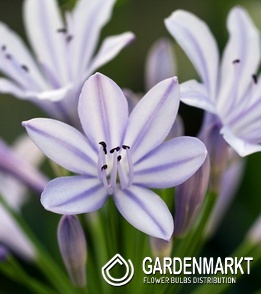 Agapanthus - Agapant Silberpfeil 1 szt.