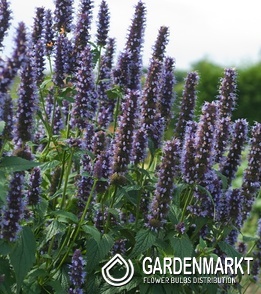 Agastache - Kłosowiec Black Adder 1 szt.