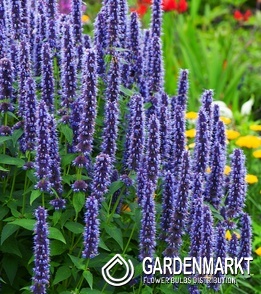 Agastache - Kłosowiec Blue Fortune 1 szt.