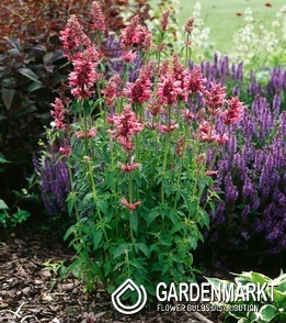 Agastache - Kłosowiec mexicana Red Fortune 1 szt.