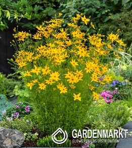Coreopsis - Nachyłek verticillata Grandiflora 1 szt.