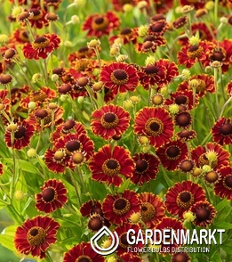 Helenium - Dzielżan Bandera 1 szt.
