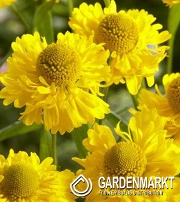 Helenium - Dzielżan Double Trouble 1 szt.