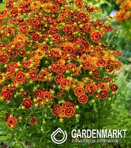 Helenium - Dzielżan Fuego 1 szt.