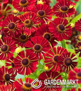 Helenium - Dzielżan Rubinzwerg 1 szt.