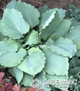 Hosta - Funkia Diamond Lake 1 szt.