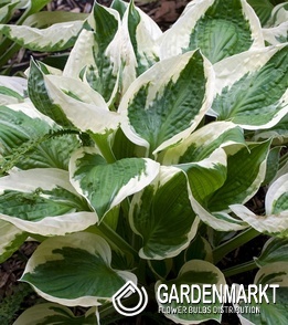 Hosta - Funkia Diana Remembered 1 szt.