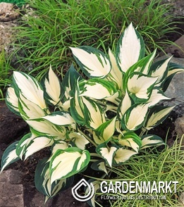 Hosta - Funkia Fire and Ice 1 szt.