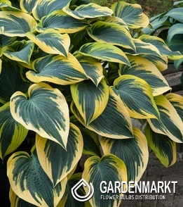Hosta - Funkia First Frost 1 szt.