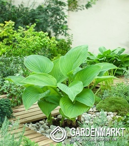 Hosta - Funkia Guacamole 1 szt.