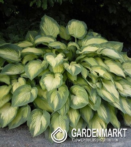 Hosta - Funkia Pauls Glory 1 szt.
