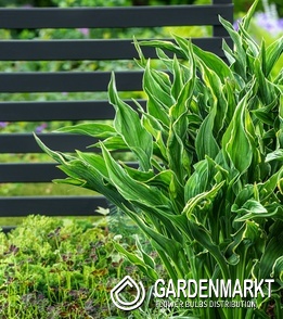 Hosta - Funkia Praying Hands 1 szt.