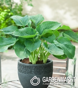 Hosta - Funkia Siboldiana Elegans 1 szt.
