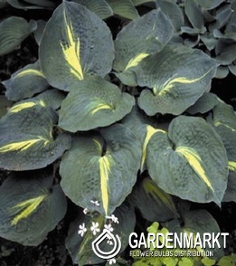 Hosta - Funkia Thunderbolt 1 szt.