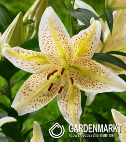 Lilium - Lilia Orientalna Tigermoon 1 szt.