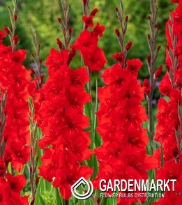 Gladiolus - Mieczyk Wielkokwiatowy Roma 5 szt.