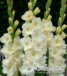 Gladiolus - Mieczyk Wielkokwiatowy Sweet Crystal 5 szt.