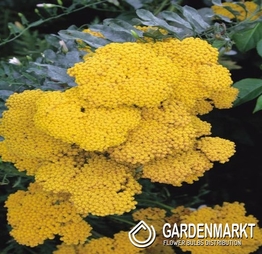 Achillea-Krwawnik Filipendulina 1 szt.
