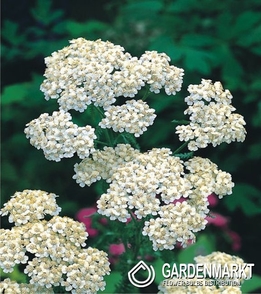 Achillea-Krwawnik Millefolium White 1 szt.