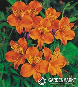 Alstroemeria Orange King 1 szt.