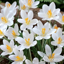Krokus Wiosenny Barr's White 10 szt.