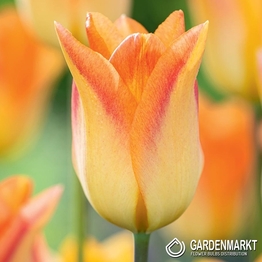 Tulipan Liliokształtny Moonblush 5 szt.