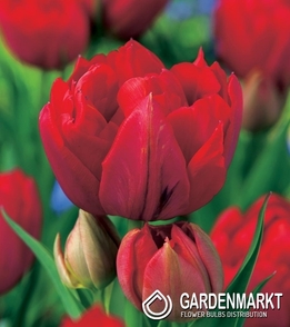 Tulipan Pełny Red Princess 5 szt.