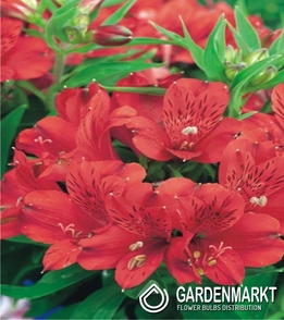 Alstroemeria Red 1 szt.