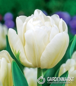Tulipan Pełny Up White 5 szt.