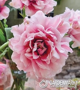 Tulipan Pełny Magic Sensation 5 szt.